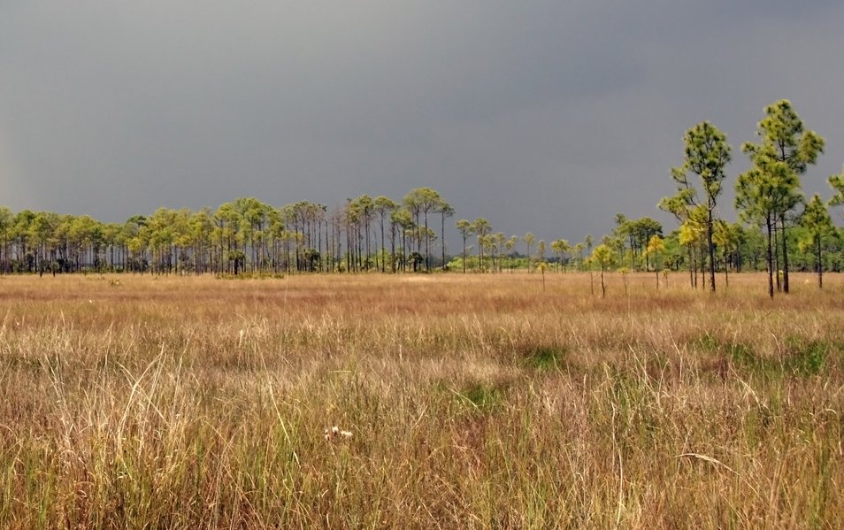 Florida Everglades