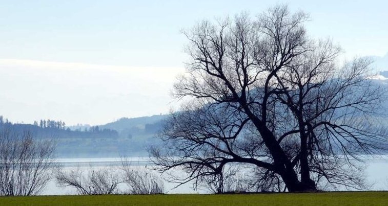 ...tree by the lake